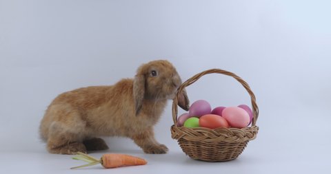 Lovely bunny easter fluffy brown rabbit eating carrot with a basket full of colorful easter eggs on white nature background on warmimg day. Symbol of easter day festival.