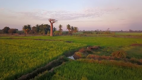 Baobab and wild palm trees between green rice fields - aerial forward flight