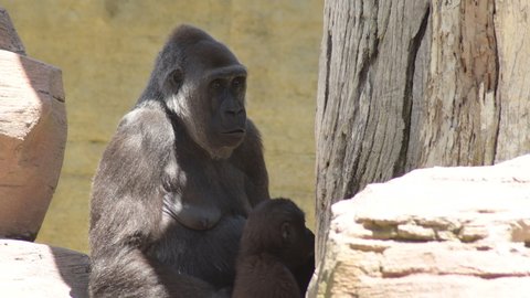 Gorilla mom and her baby - Western lowland gorilla