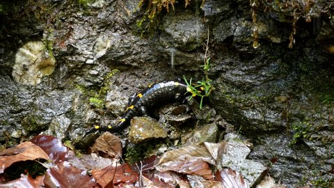 Salamander in Mountains, Reptile With Yellow Spots Amphibian Animal in Forest