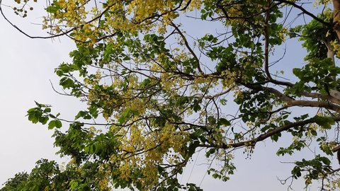 Cassia fistula flowers. It is a flowering plant in the Fabaceae family. Its other names golden shower, purging cassia, Indian laburnum, pudding-pipe tree. This tree used in herbal medicine. 