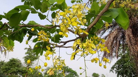 Cassia fistula flowers. It is a flowering plant in the Fabaceae family. Its other names golden shower, purging cassia, Indian laburnum, pudding-pipe tree. This tree used in herbal medicine. 