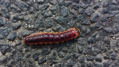 Kaliningrad, Russia, 29, August, 2021:
A large caterpillar is crawling along the road, a close shot of a large caterpillar in motion