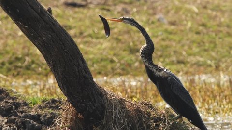 Oriental darter or Indian darter hunting or killing a fish by tossing flipping in beak at keoladeo ghana national park or bharatpur bird sanctuary bharatpur rajasthan india asia - anhinga melanogaster