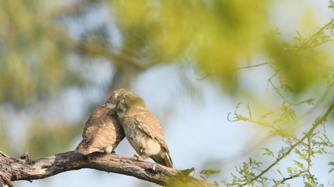 two spotted owl or owlet or Athene brama pair or couple full shot showing love and care perched on tree in natural green background in morning light at outdoor jungle safari at forest of central india