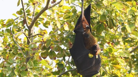 closeup shot of indian flying fox or greater indian fruit bat hanging on a tree with full wingspan at keoladeo national park or bharatpur bird sanctuary rajasthan india asia - Pteropus giganteus