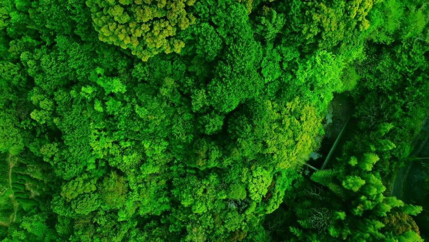 Green natural forest aerial view. Environment concept. | Shutterstock HD Video #1090274939