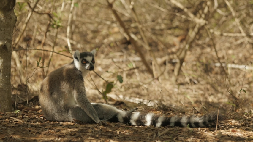 Ring-tailed lemur sits in shade of tree then walks away