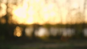 Blurred defocused video. Abstract soft focus sunset field landscape. Trees, lake, grass meadow. Warm golden hour sunrise time. Tranquil spring summer nature. Forest background. Idyllic nature.