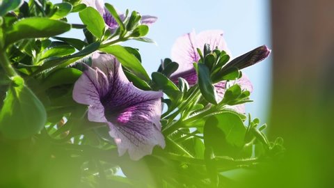Petunia flowers in the garden greenhouse. Beautiful purple petunias close up. Bright purple spring and summer flowers. Work in the garden with flowers. Slow motion