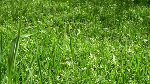Fresh Green Grass in Field and Small Wildflowers on Clear Sunny Day, Close-up. Beautiful Forest Glade.