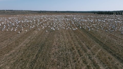 Snow Goose Migration - Snow Geese Flew Away In The Field As The Drone Passed By. - aerial