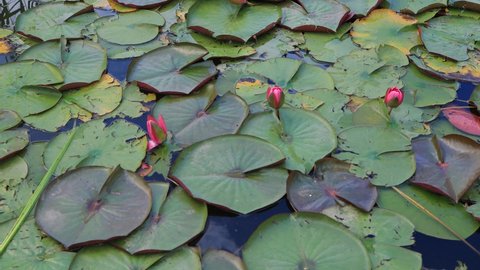 Flowers of pink lotus with green leaves on the water in the lake