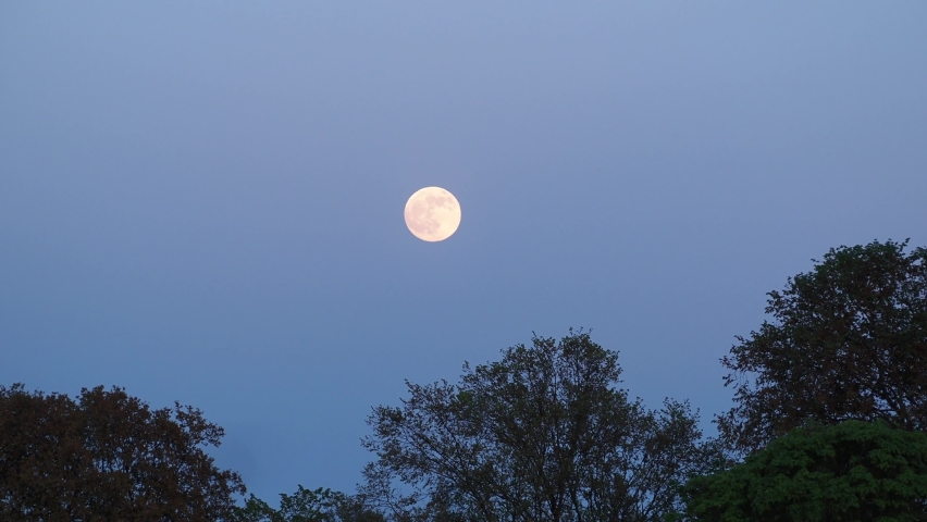 Moon above the trees. Full moon in the sky. | Shutterstock HD Video #1090281173