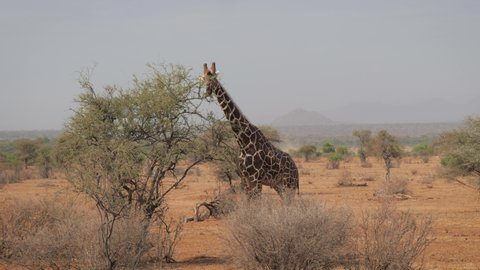 Wild Giraffe Eats Green Leaves From Bush In African Desert