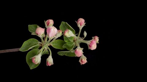 Time-lapse of a white flowers Apple blossom. Spring flower Apple blooming on black background.