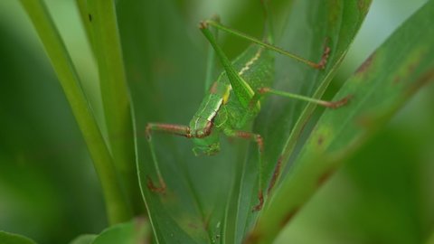 Macro shot of green grasshopper sits on leaf in summer meadow. Close up of insect. Nature, wild life