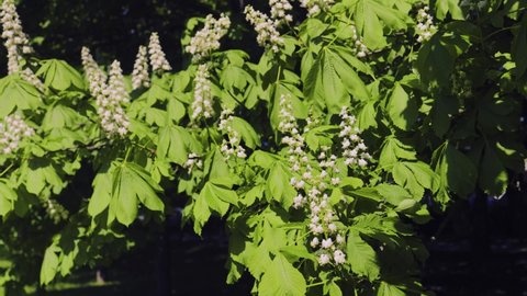 Young twigs with buds and white flowers of candle chestnuts