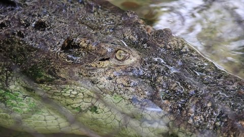 Footage 4k close-up eyes of a crocodile