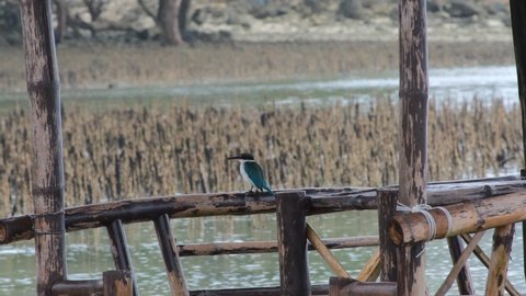 Collared Kingfisher on a kubo or native house by a mangrove in Philippines.