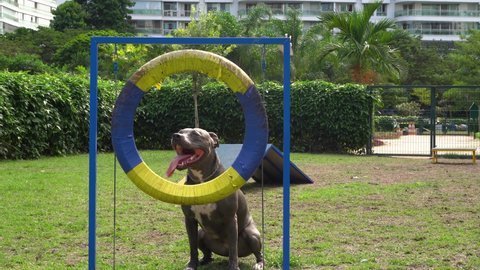 Pit bull dog jumping the obstacles while practicing agility and playing in the dog park. Dog place with toys like a ramp and tire for him to exercise.