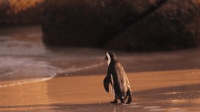 African penguin on sandy beach. Spheniscus demersus also known as jackass penguin and black-footed penguin on Boulders Penguin Colony on Boulders Beach Nature Reserve in Simon's Town in South Africa
