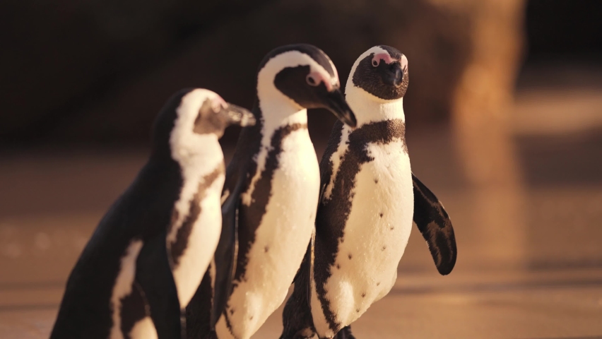 African penguin on sandy beach. Spheniscus demersus also known as jackass penguin and black-footed penguin on Boulders Penguin Colony on Boulders Beach Nature Reserve in Simon's Town in South Africa Royalty-Free Stock Footage #1090287293