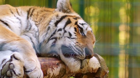 Siberian tiger lies on logs in a cage. wild animal in the zoo. Big cat, endangered animals. Bengal tigers are resting on logs. Tiger, Bengal tiger portrait.