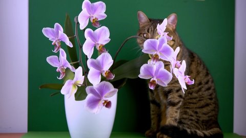 Pink orchid and cat. White purple phalaenopsis buds. Phalaenopsis indoor flower. Flowers on a green background. Blooming orchids in pot close up. Cat smells flowers