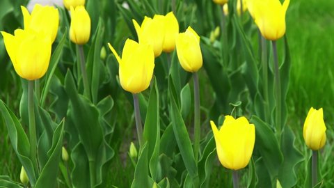 Yellow tulips in a flower bed. The tulip bud sways in the wind. Flowerbed in the garden. Beautiful simple spring flowers. Floral background. To grow plants. Gardening outdoor in city.
