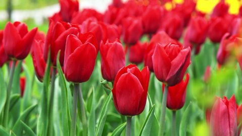Red tulips in a flower bed. The tulip bud sways in the wind. Flowerbed in the garden. Beautiful simple spring flowers. Floral background. To grow plants. Gardening outdoor in city.