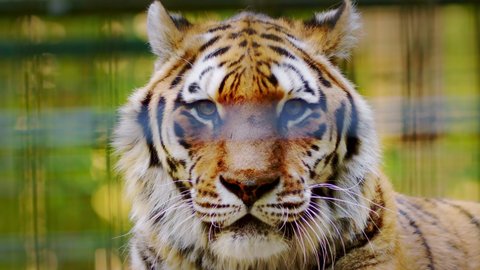 Wild bengal tiger (Panthera tigris tigris) face and eyes closeup. Sumatran tiger Scientific name: Panthera tigris sumatrae. Wild animal looks into the camera close-up.