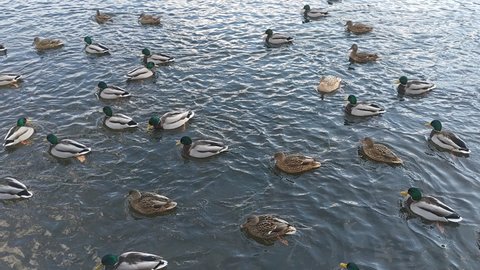At the beginning of winter, it is already frosty, but there is still no ice on the surface of the water. Ducks swim in the water and come up to people looking for food
