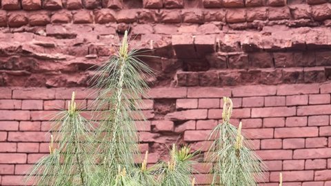 Pinus wallichiana is coniferous evergreen tree native to Himalaya, Karakoram and Hindu Kush mountains, from eastern Afghanistan. Other names include blue pine, Himalayan white pine. Brick wall.