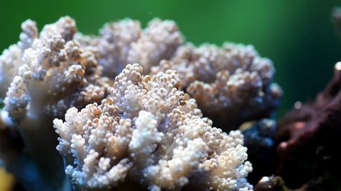 Corals are marine invertebrates within class Anthozoa of phylum Cnidaria. They typically form compact colonies of many identical individual polyps.