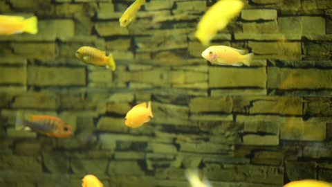 Yellow cichlids swim in aquarium with brick wall.