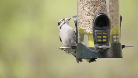 Woodpecker clos-up on bird feeder
