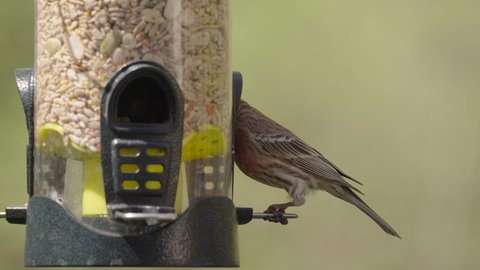 Finch eating at bird feeder slow motion