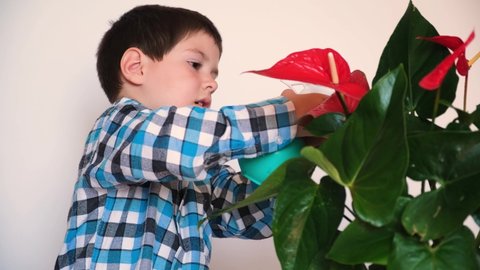 A 4-year-old boy cares for the Anthurium houseplant, drinks water with fertilizer from a spray gun.