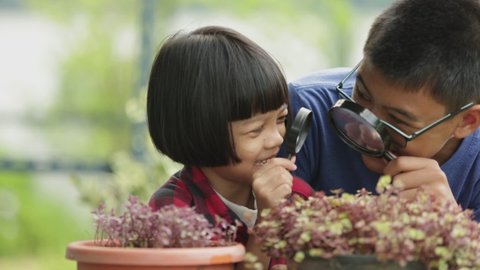 Asian girls and boys is brother and sister Caring for a Callisia Repens plant in a pot in his garden. The older brother taught to take care and taught the younger to take care of the plant with love.