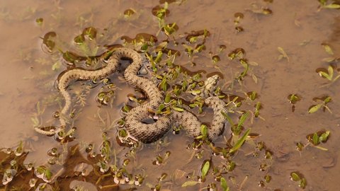 Snake taking a deep breath after swimming underwater.
Water snake is a Eurasian nonvenomous snake belonging to the family Colubridae, dice snake.
Reptile, reptiles, snakes.
wildlife, Wild nature