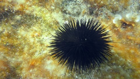 Black Sea Urchin (Arbacia lixula) on the bottom overgrown with brown algae, top view. Mediterranean.