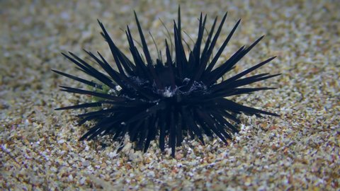 Black Sea Urchin (Arbacia lixula) on the sandy seabed, urchin legs swaying to the beat of the waves.