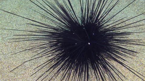 Black longspine urchin or Long-spined sea urchin (Diadema setosum) slowly moves its needles on the sandy seabed, top view.