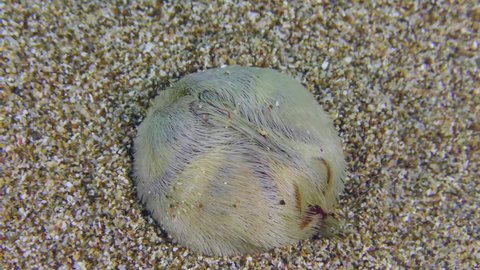 Common heart urchin or Sea Potato (Echinocardium cordatum) buries in the sandy bottom, time-lapse, top view.