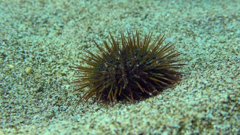 Purple Sea Urchin (Paracentrotus lividus) wiggles needles on the sandy seabed. Mediterranean, Greece.