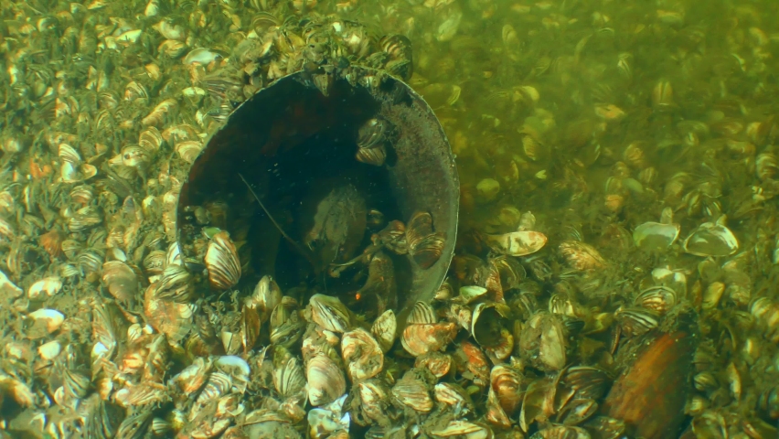 Plastic contamination of freshwater bodies: Crayfish catchers place plastic jars on the river bottom, which Crayfish (Astacus) willingly settle in.