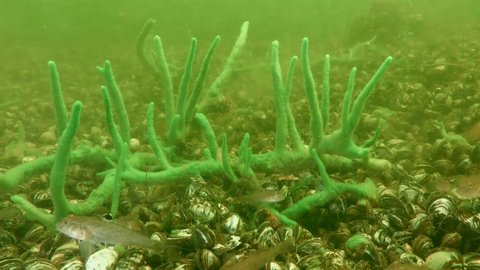 A group of invasive fish Round goby (Neogobius melanostomus) against the background of a freshwater sponge (Spongilla lacustris).