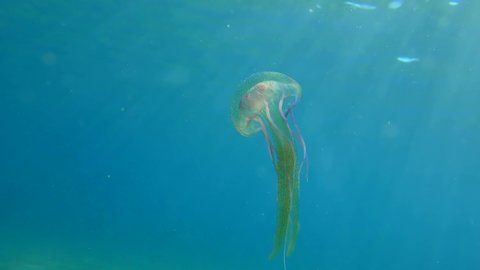 Purple-striped Jelly or Mauve Stinger (Pelagia noctiluca), poisonous to humans, floats in the water column. Mediterranean. Greece.