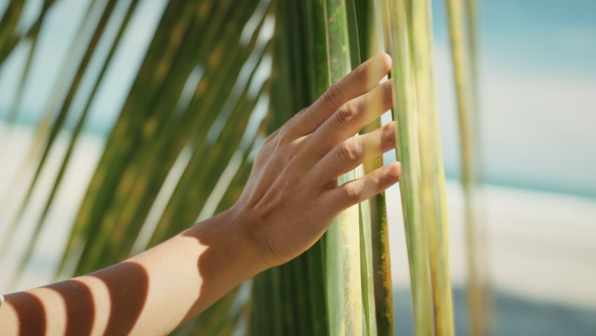 B roll - Close up woman hand gently touches the tropical coconut palm leaf swaying in the wind with sun light, Summer vacation concept, slow motion.